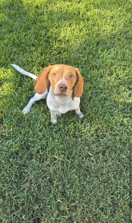 Cachorra de 6 meses de raza beagle (Greer)63661372989955121