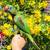 Indian Ringneck Alexandrine Parrot Tame 2 thumbnail