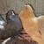 Fancy Pigeons 3 thumbnail