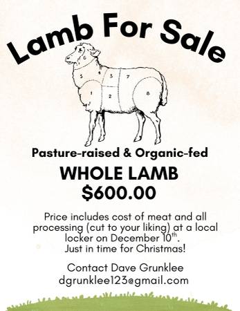 Lamb for sale 1