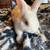 New Zealand Baby Rabbit 2 thumbnail