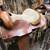 15” saddles 2 thumbnail