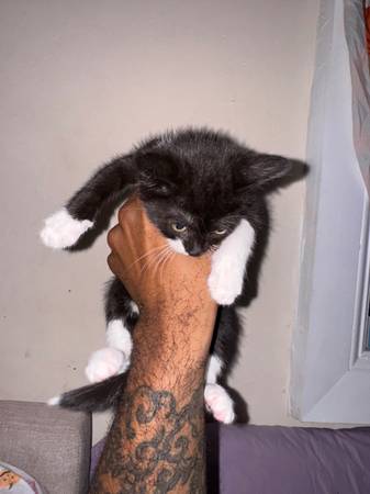 3 month old tuxedo kitten looking for a forever home63875423528195124