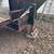 20’ Gooseneck Trailer, Tandem Axle w/ Ramps 9 thumbnail