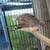 Zebra Finches 2 thumbnail