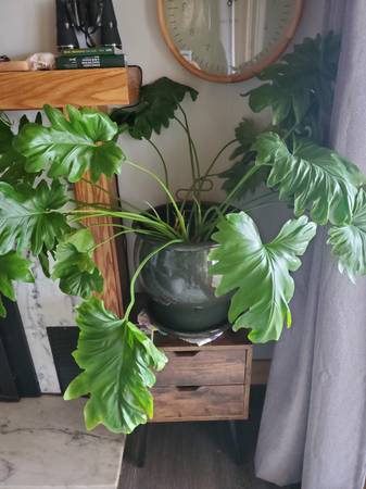 Large Plant with planter 1