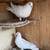 White Homing Pigeons. Wedding Doves 12 thumbnail
