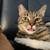 Missing Male Cat 1 thumbnail