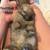 Hooland lop Black Tort 8 thumbnail