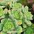SUCCULENTS For SALE. Save water. 1g Plants. 1 thumbnail
