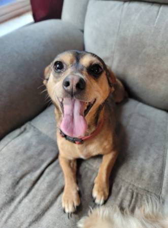 Rehoming 2 sweet girls! (Aberdeen)64278974165122120