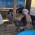 5 Standard Breed Cochins chicks 10 thumbnail