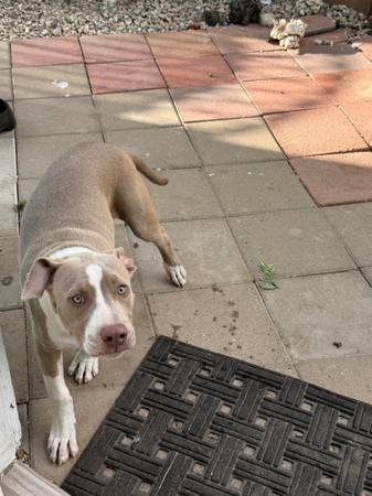 Pitbull macho (Palmdale)63877736453379121