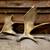 Moose shed antler deer skull bull rack european mount taxidermy 6 thumbnail