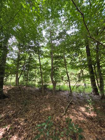 $24,635 9 lots of LAND For Sale (1.29 Acres +/-) in a rural, Tyler County (Woodville)64036373355267121
