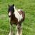 2yo Gypsy Vanner Filly 7 thumbnail