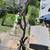 DIVINO LANDSCAPING AND TREE SERVICES 11 thumbnail
