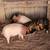 Kunekune piglets 2 thumbnail