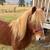 Kids Pony - Experienced & Seasoned Gentle Pony 7 thumbnail