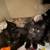 Rehome Kittens 2 thumbnail