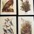 Best loved bird paintings by Audubon and 2 Currier and Ives prints 2 thumbnail