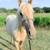 2024 APHA Colt 5 thumbnail