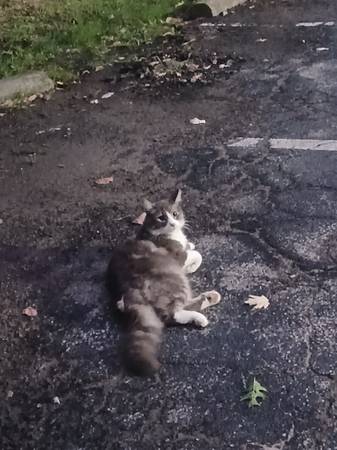 Gato callejero súper dulce y amigable, ¡AYUDA! (Titusville)63656829554179120