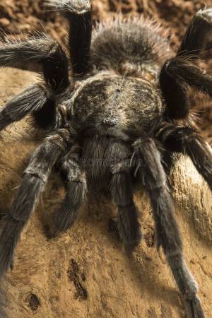 Tarantulas - Mexican red knee, Red&White, Red Rump 1