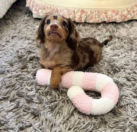 AKC-Mini     Dachshund (210-200-774 Eight)64027978645121120