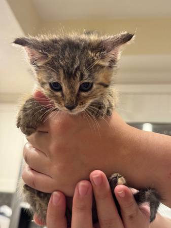 Rehoming kittens! (san jose south)63941739987202120