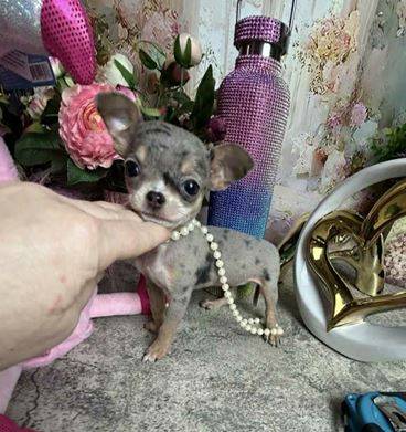 AKC Chihuahua Puppies 1