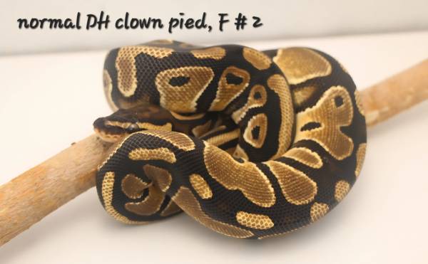 Rehoming a large collection of ball pythons (Thornton)63679675308673122