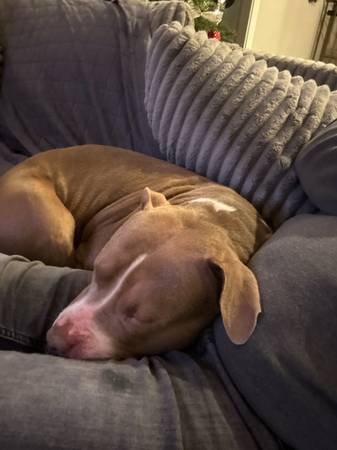 Rehomng 4 year old Pit-bull (Vancouver)63916214627714122