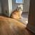 Lost DOG. 4 thumbnail