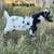 Nigerian Dwarf Bucklings For Sale in Kerrville - (Dairy Goats) 4 thumbnail