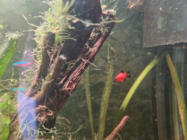 Free aquarium fish 1