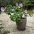 Geranium Pelargonium Martha Washington w ceramic pot 3 thumbnail