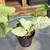 Tropical houseplant starts, prices in listing 7 thumbnail