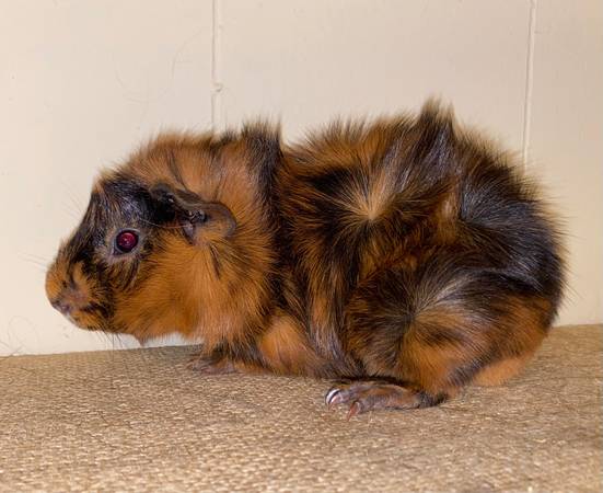 Abyssinian Guinea Pigs63989854809731121