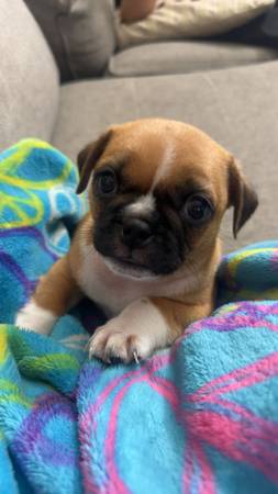 perro (Duffield)63673422406657120