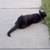 Missing small 1year old Black cat 2 thumbnail
