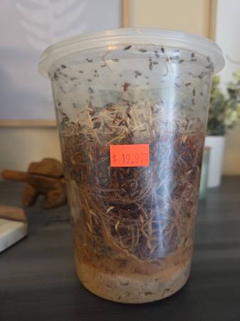 Flightless Fruit Flies (Citrus Heights)63679412973059120