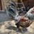 Mini Roosters Alikines, healthy, friendly and beautiful different colo 2 thumbnail