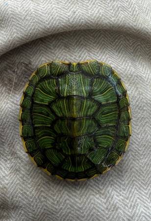 Red-eared Slider63667216959745120