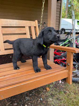 Akita Lab Mix Puppy – 8 Weeks Old – Vaccinated – Ready for Rehoming (Auburn)64032524356097122