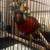 Rainbow Lorikeet 1 thumbnail