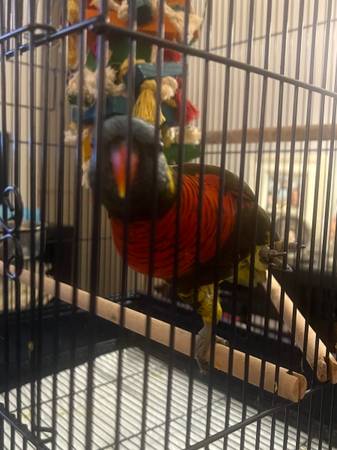 Rainbow Lorikeet 1