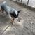 Blue heeler 2 thumbnail