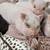 Piglets ready 5 thumbnail