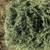Most excellent hay suited for the most beloved of horses and critters 3 thumbnail